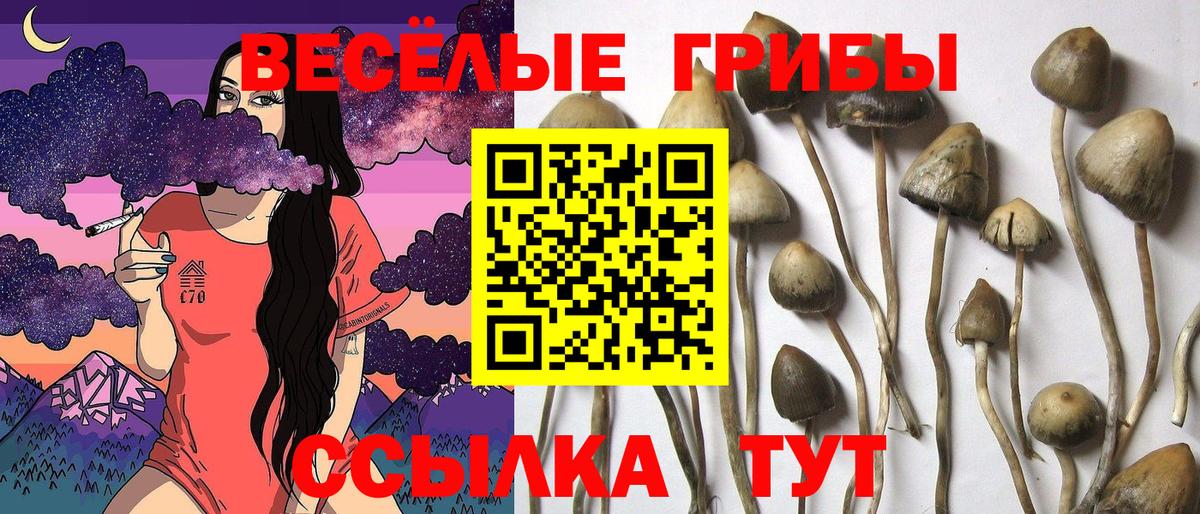 Галлюциногенные грибы Cubensis  Псилоцибиновые грибы мухоморы  Кинель  Вход с VPN 
